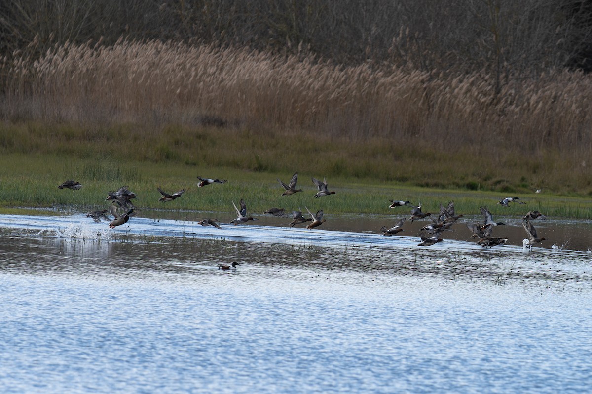 Fischione - ML646460012