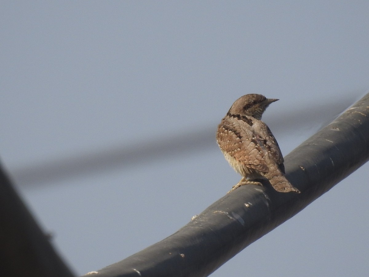Eurasian Wryneck - ML646460014