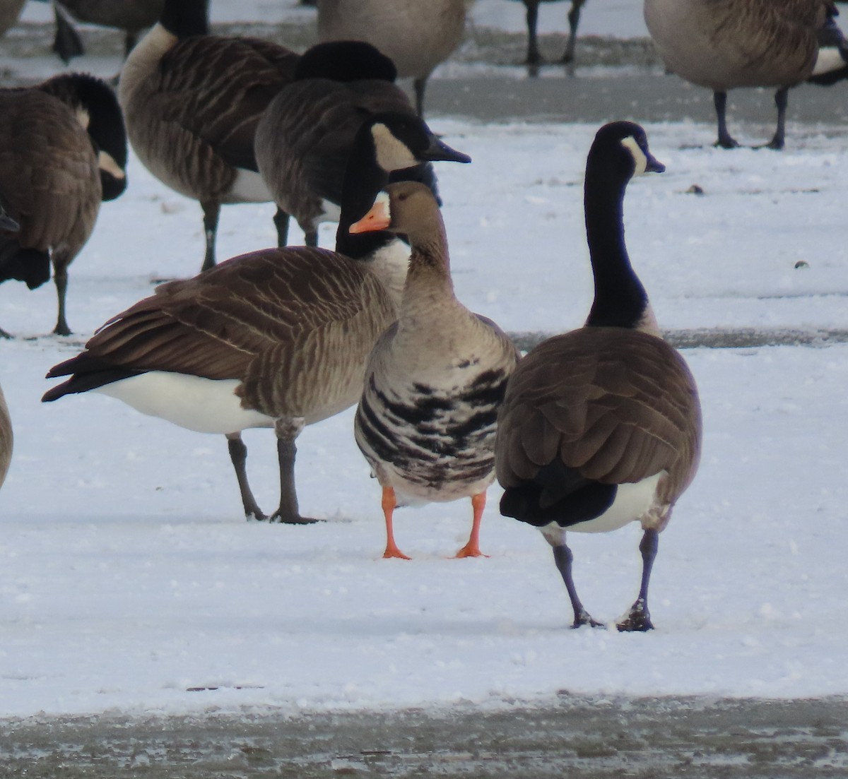 Greater White-fronted Goose - ML646460016