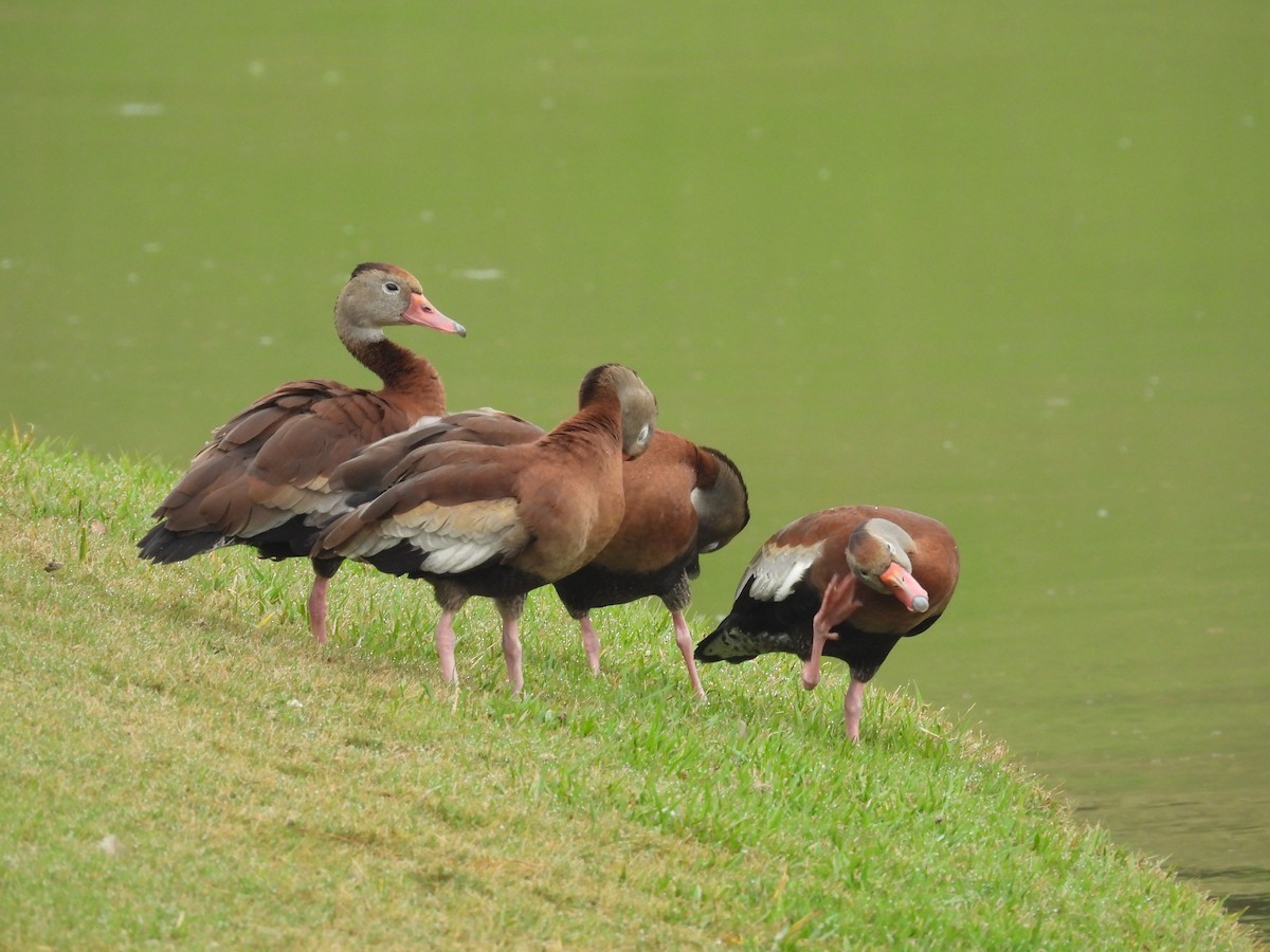 Black-bellied Whistling-Duck - ML646460017