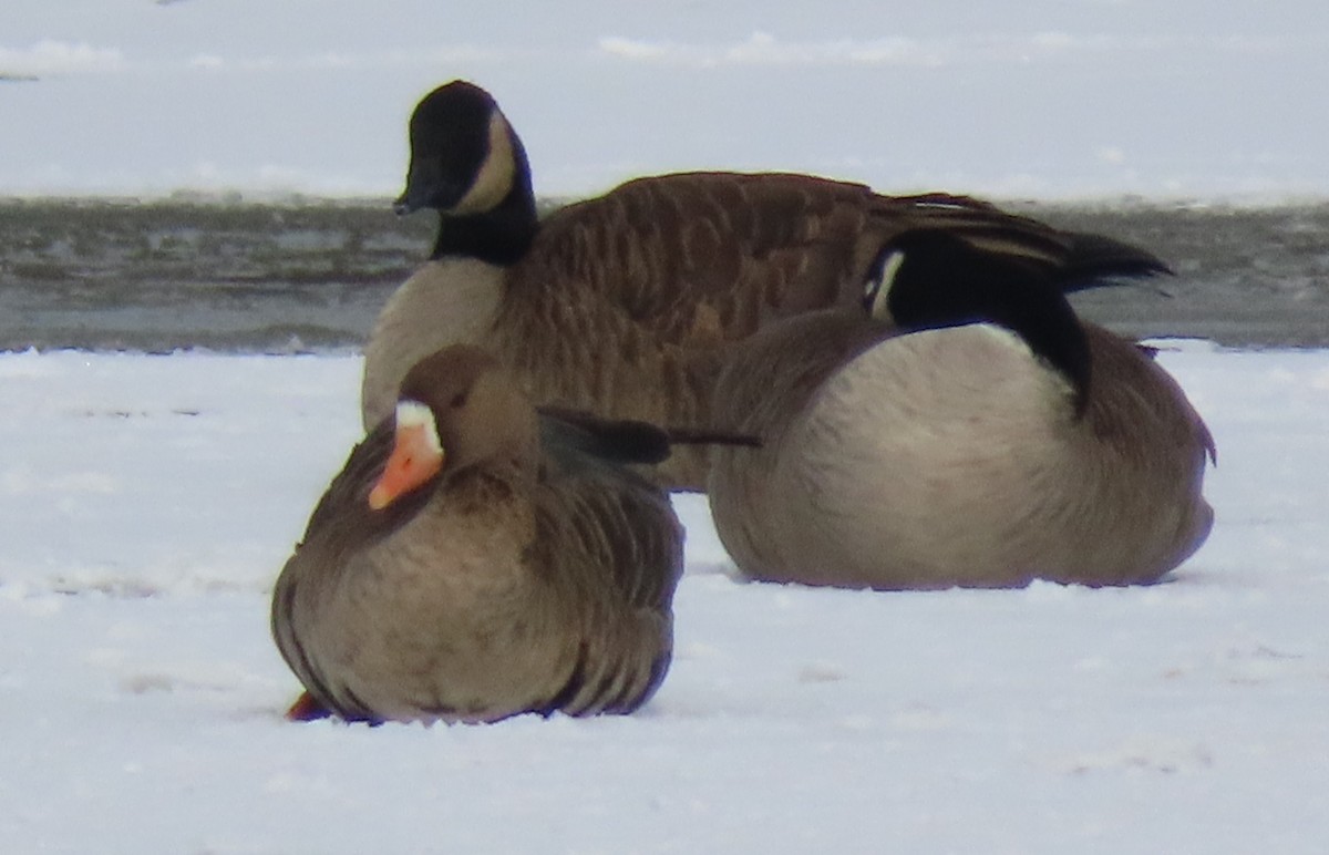Greater White-fronted Goose - ML646460020