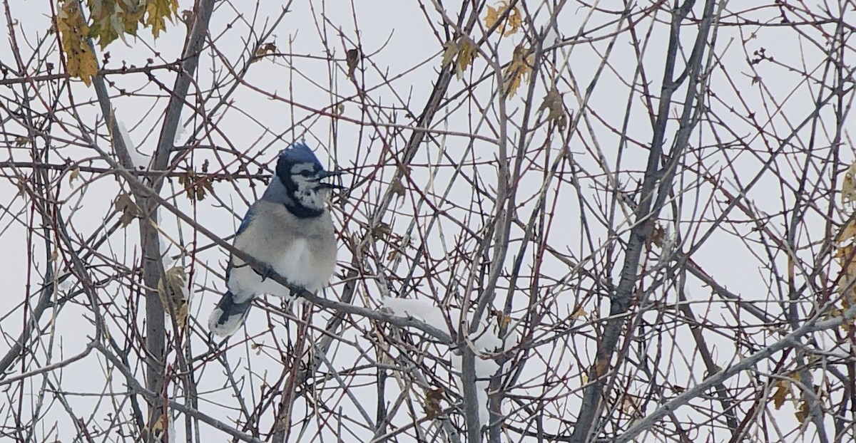 Blue Jay - ML646460021