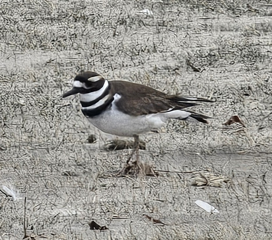 Pluvier kildir - ML646460023