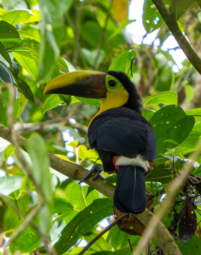 Yellow-throated Toucan - ML646460029