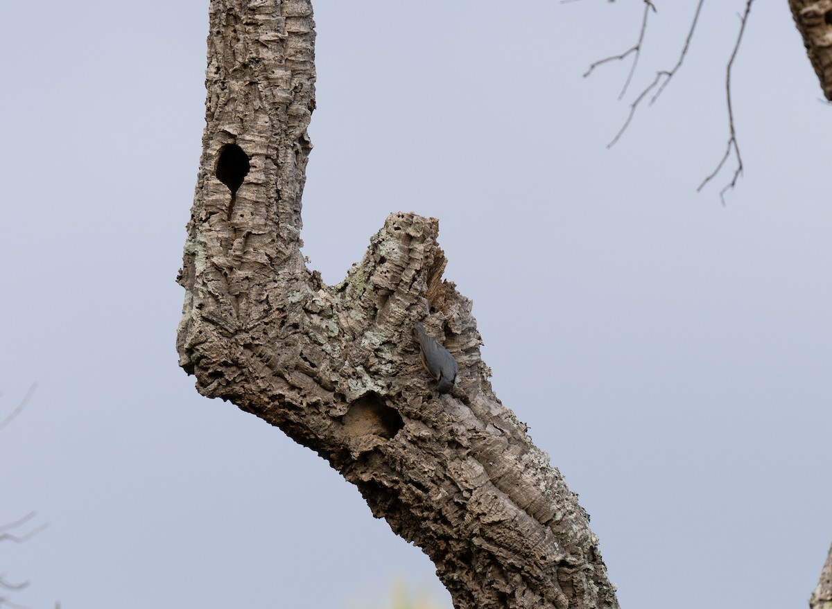 Повзик звичайний - ML646460030