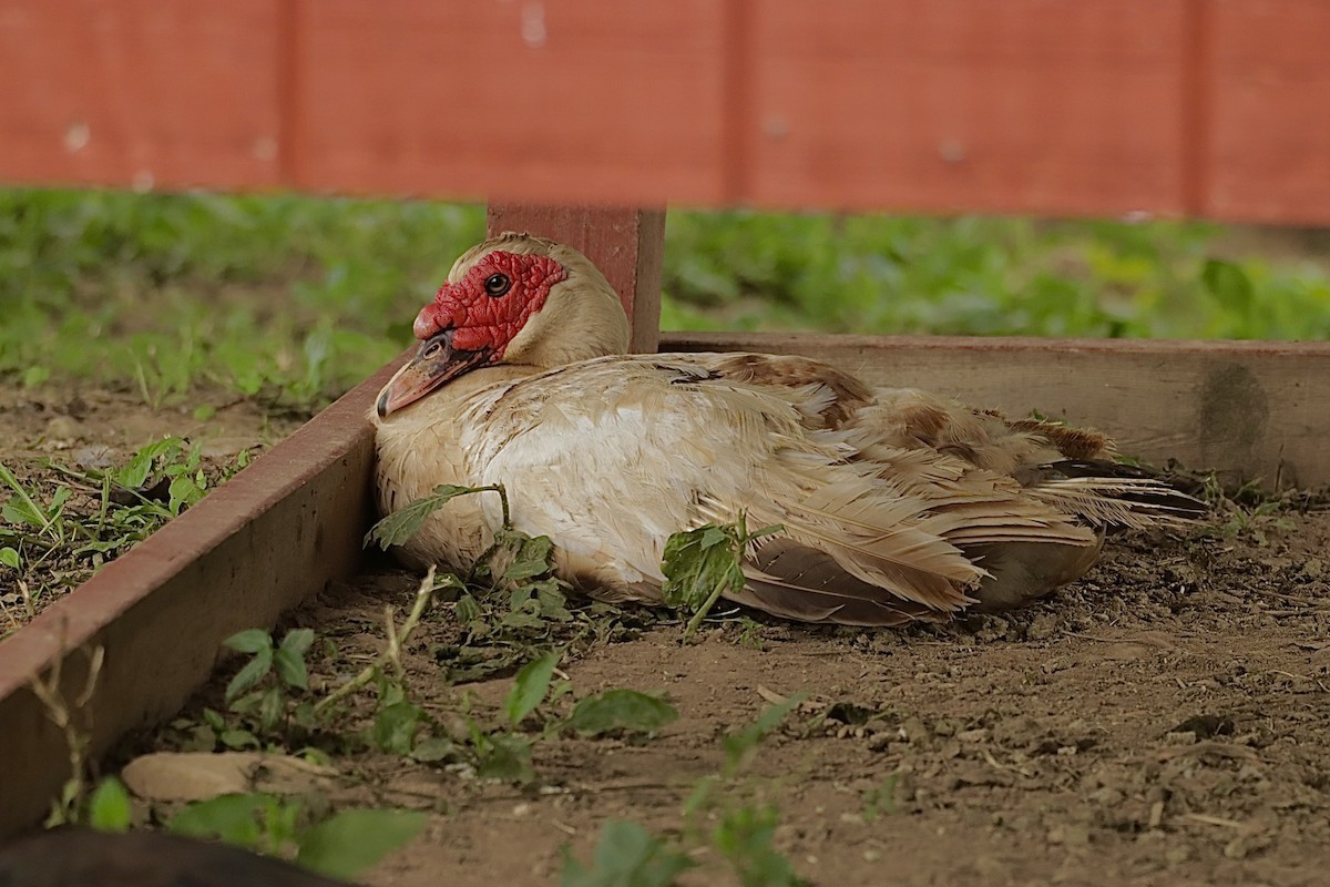 番鴨(馴化)(薑母鴨) - ML646460031