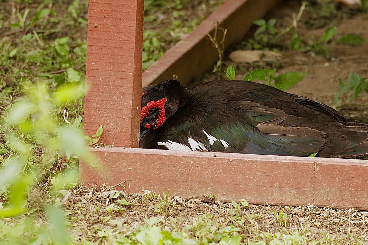 番鴨(馴化)(薑母鴨) - ML646460032