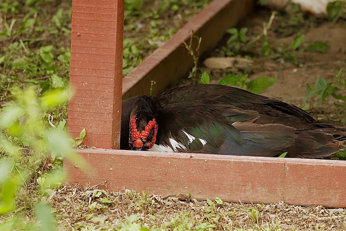 番鴨(馴化)(薑母鴨) - ML646460033