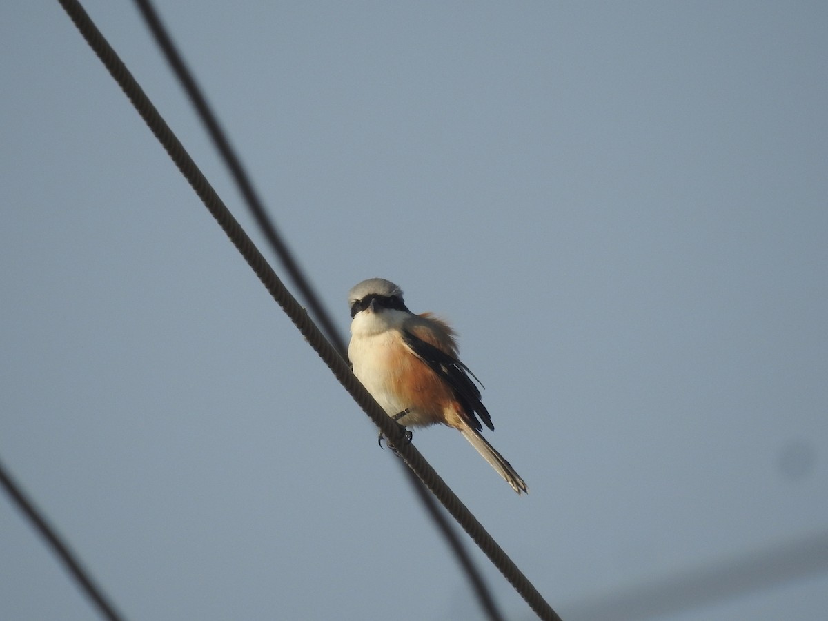 Long-tailed Shrike - ML646460034