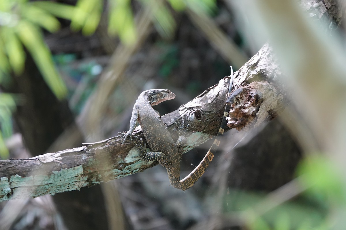 Palawan Monitor - ML646460036