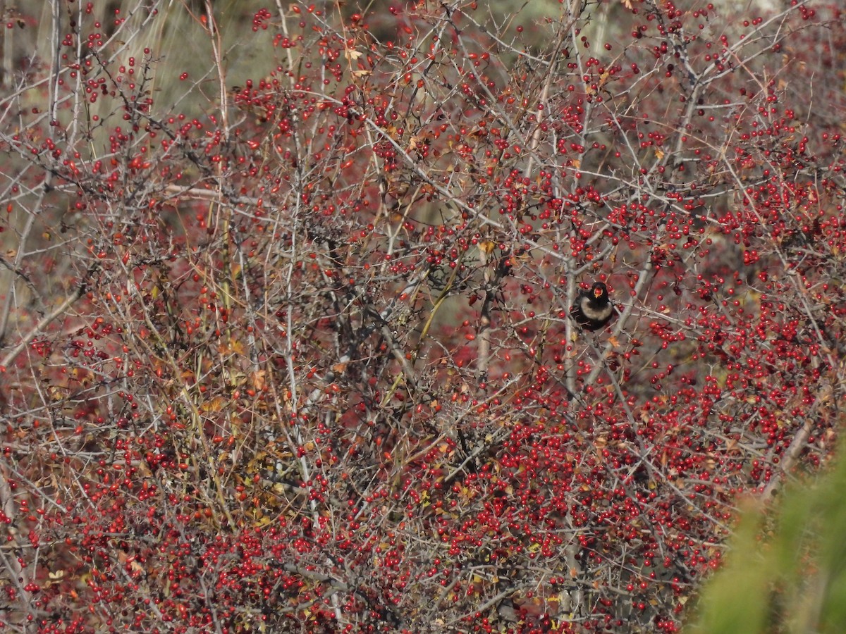 Ring Ouzel (Northern) - ML646460037