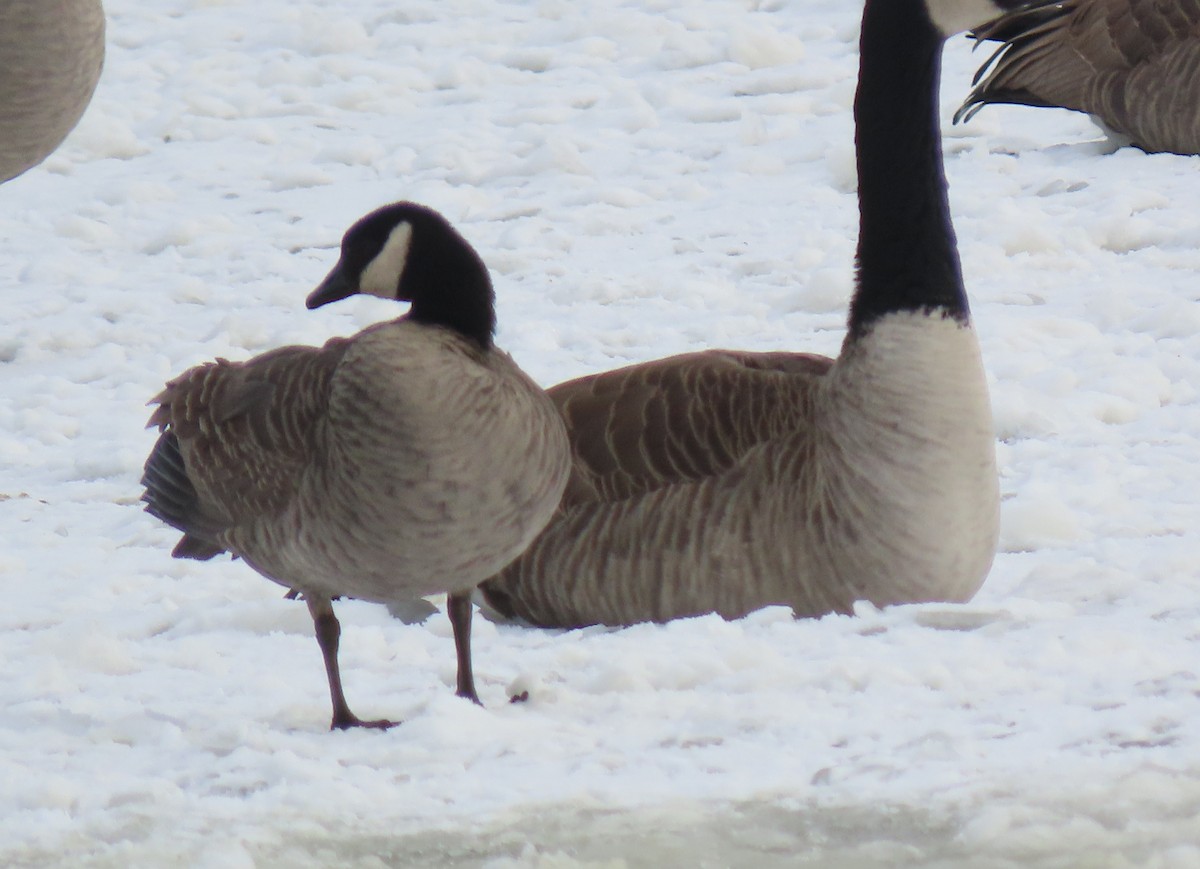Cackling Goose - ML646460043