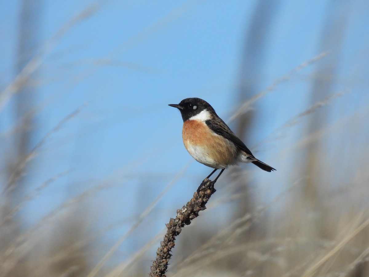 European Stonechat - ML646460045