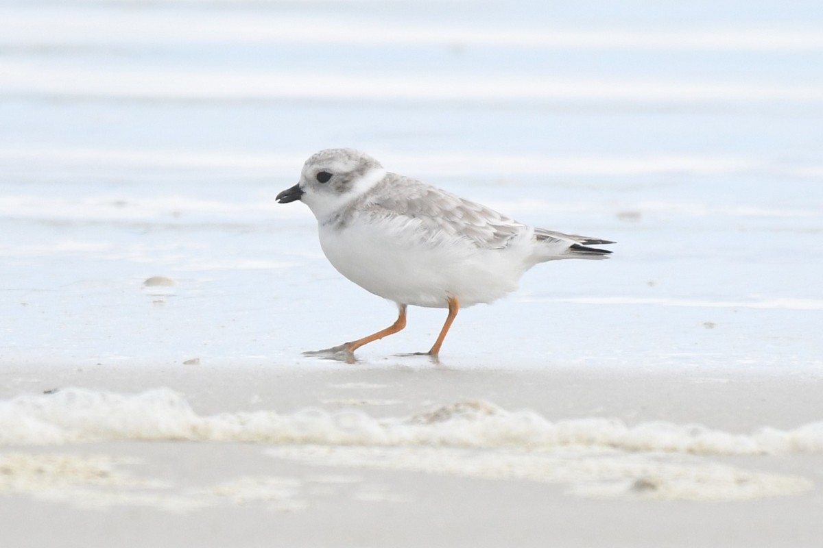 Piping Plover - ML646460046