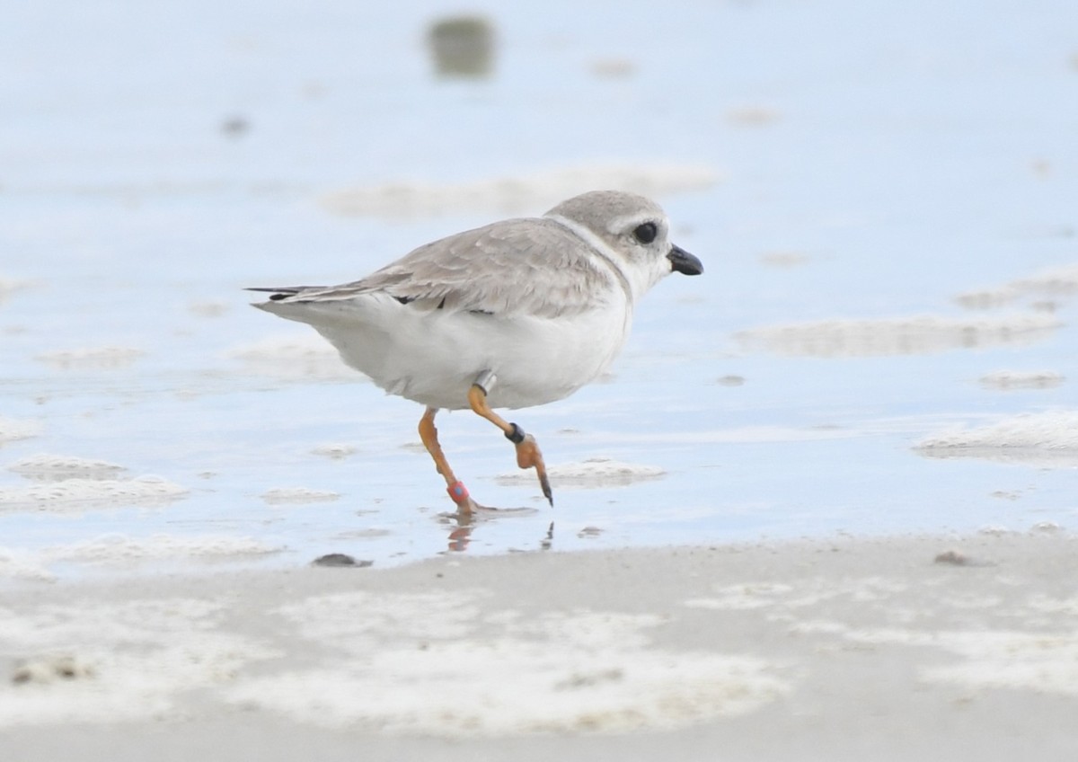 Piping Plover - ML646460047