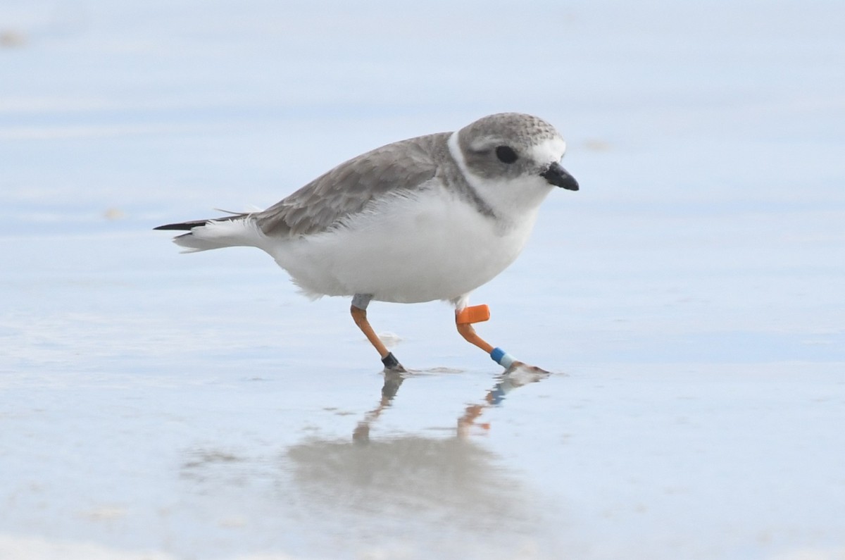 Piping Plover - ML646460048