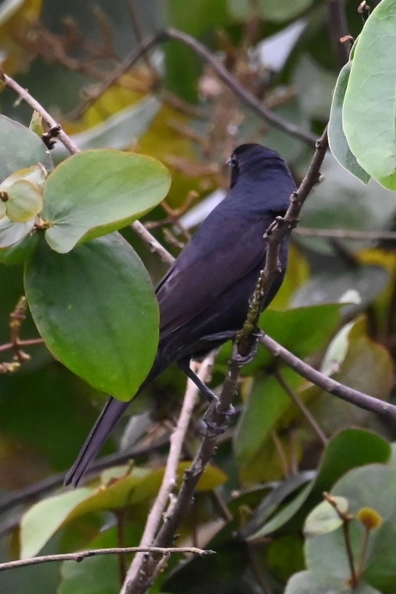 Scrub Blackbird - ML646460052