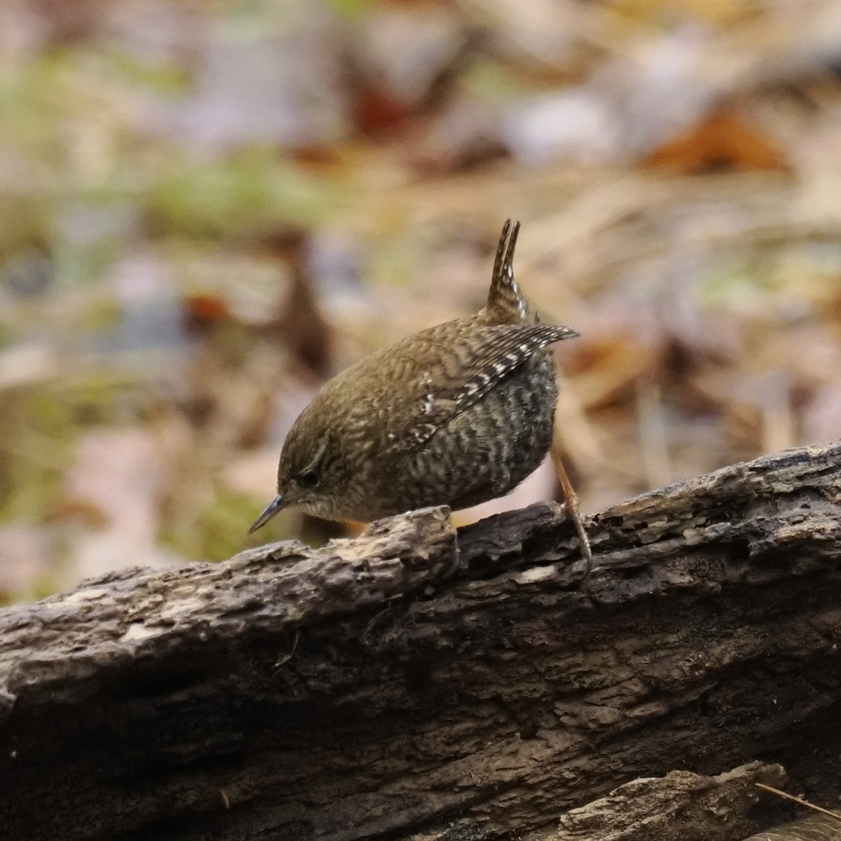 Troglodyte des forêts - ML646460054