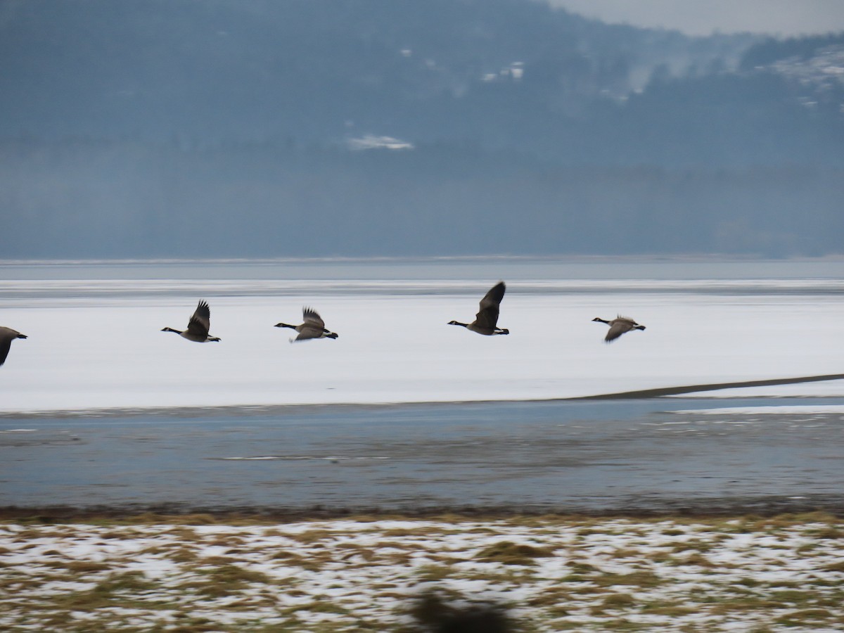 Canada Goose - ML646460055