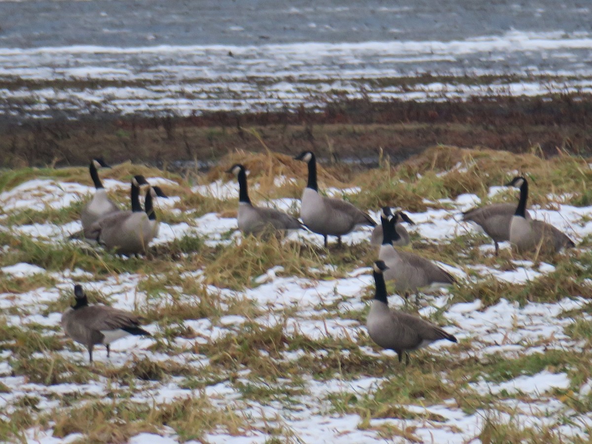 Canada Goose - ML646460056