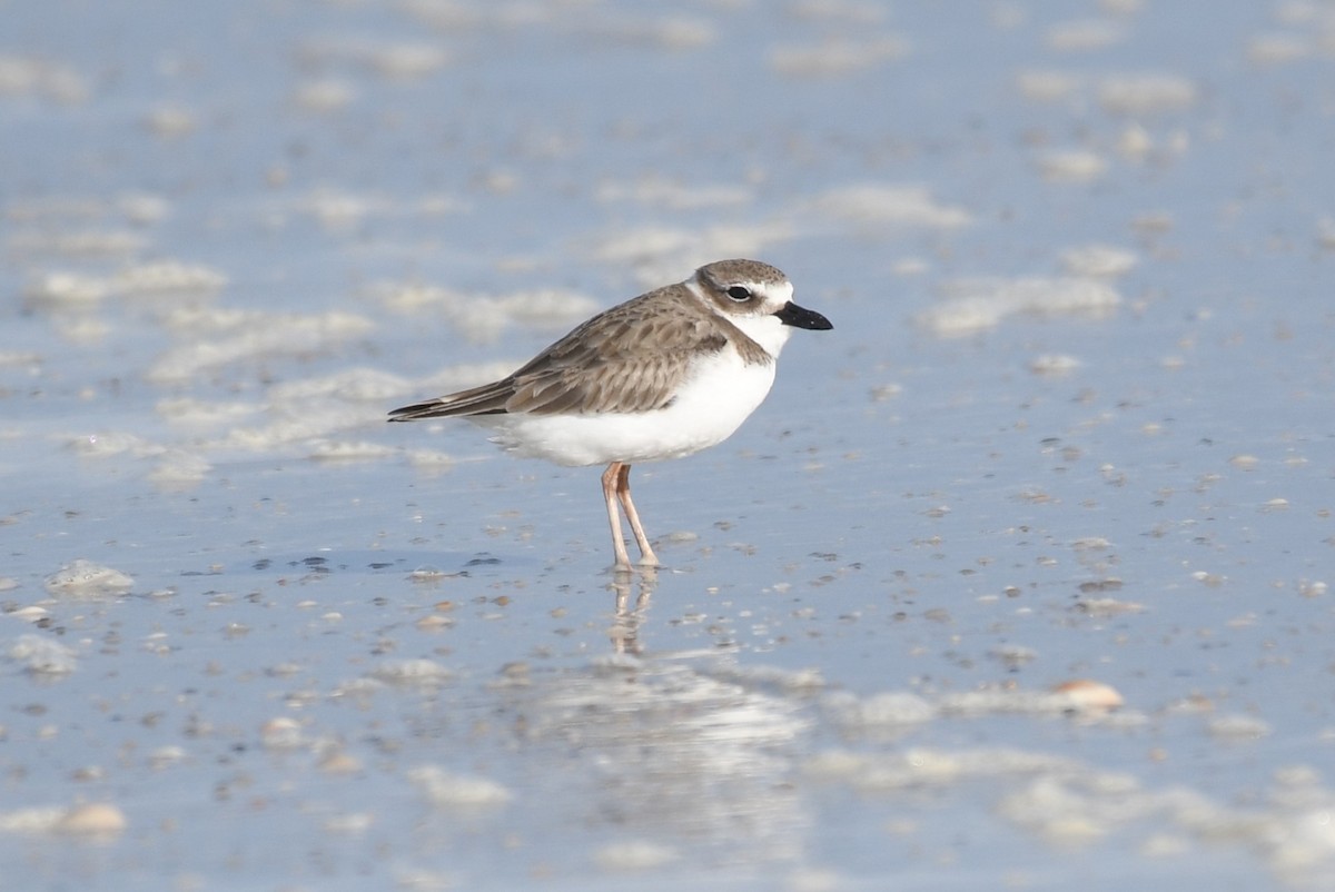 Wilson's Plover - ML646460057