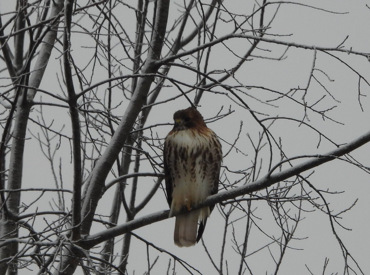 Red-tailed Hawk - ML646460059