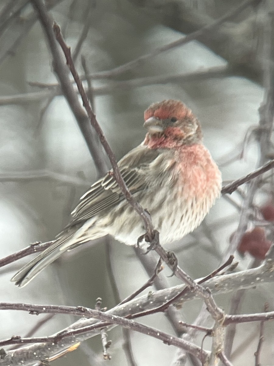 House Finch - ML646460060