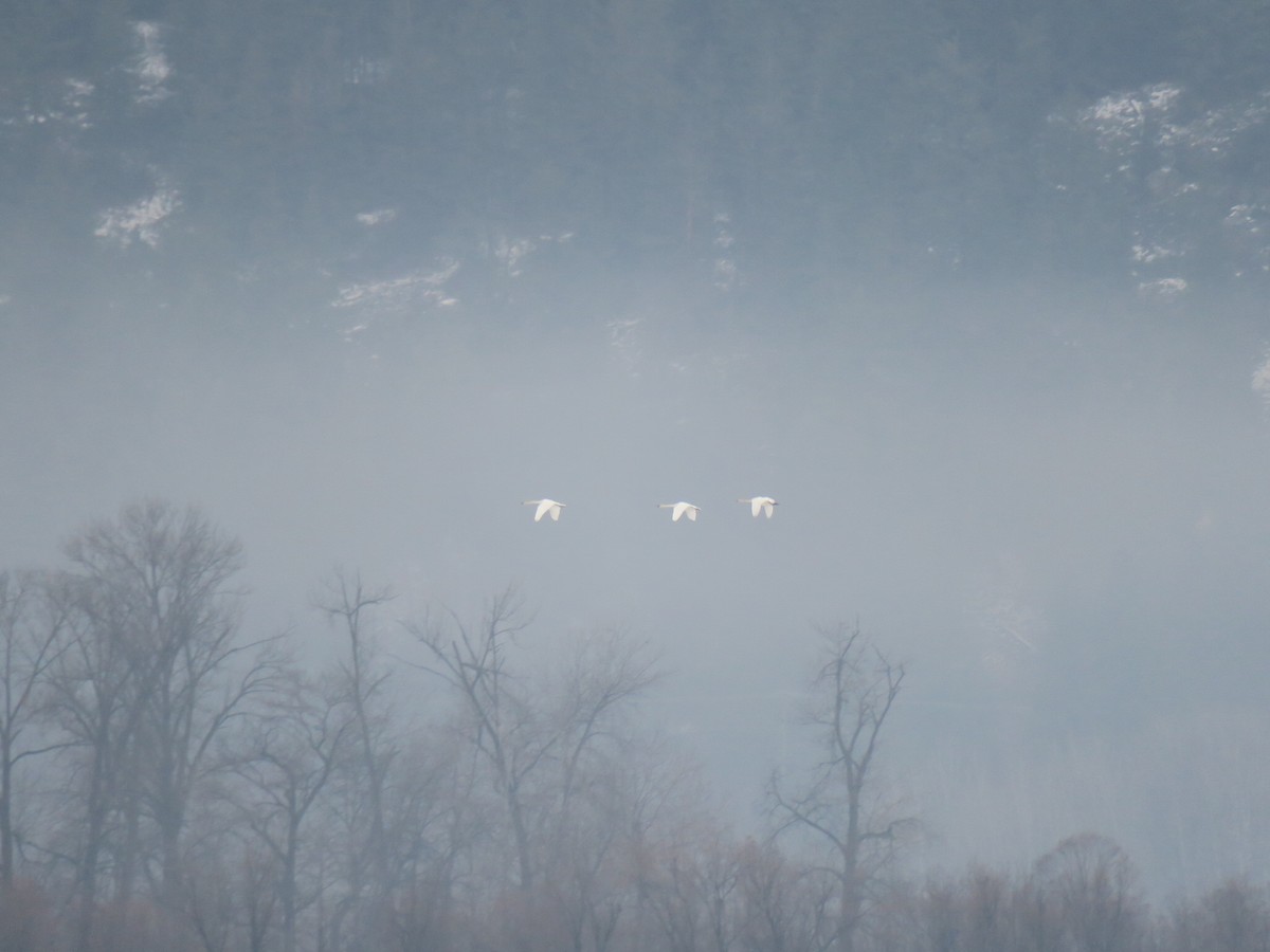 Trumpeter Swan - ML646460061