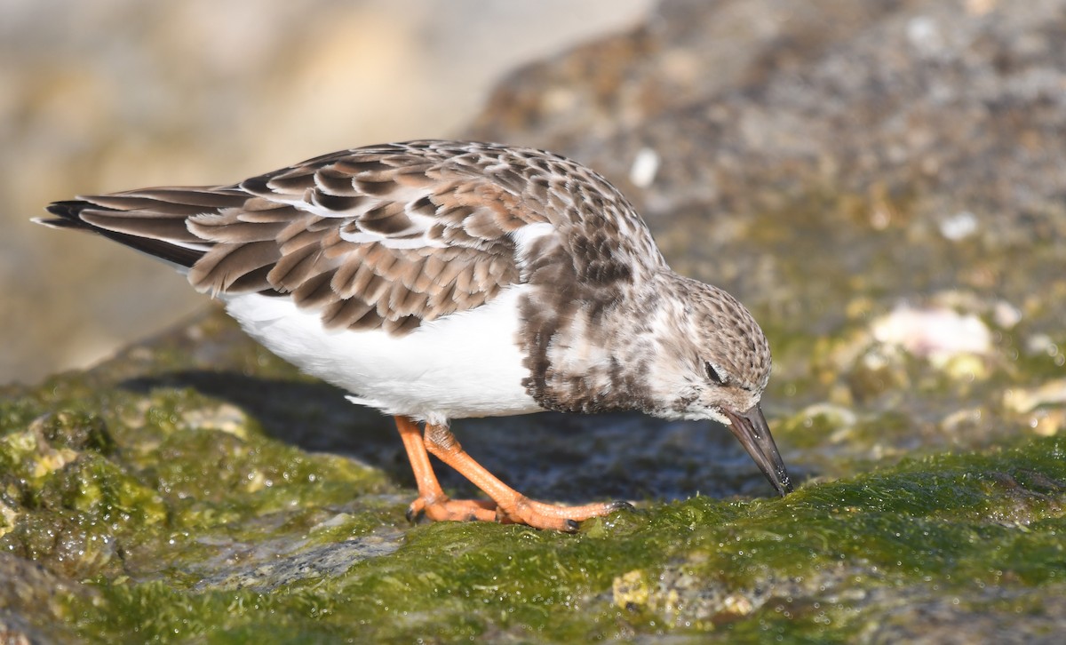 Алаг хайргач - ML646460062