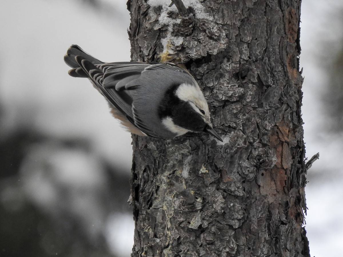 brhlík běloprsý - ML646460063