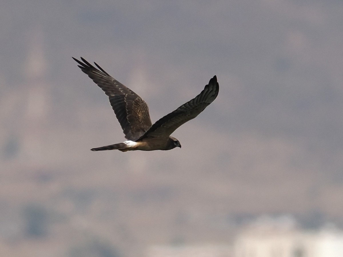 Wiesenweihe - ML646460064