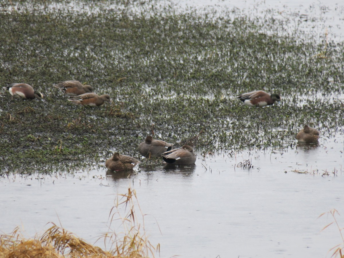 葡萄胸鴨 - ML646460065