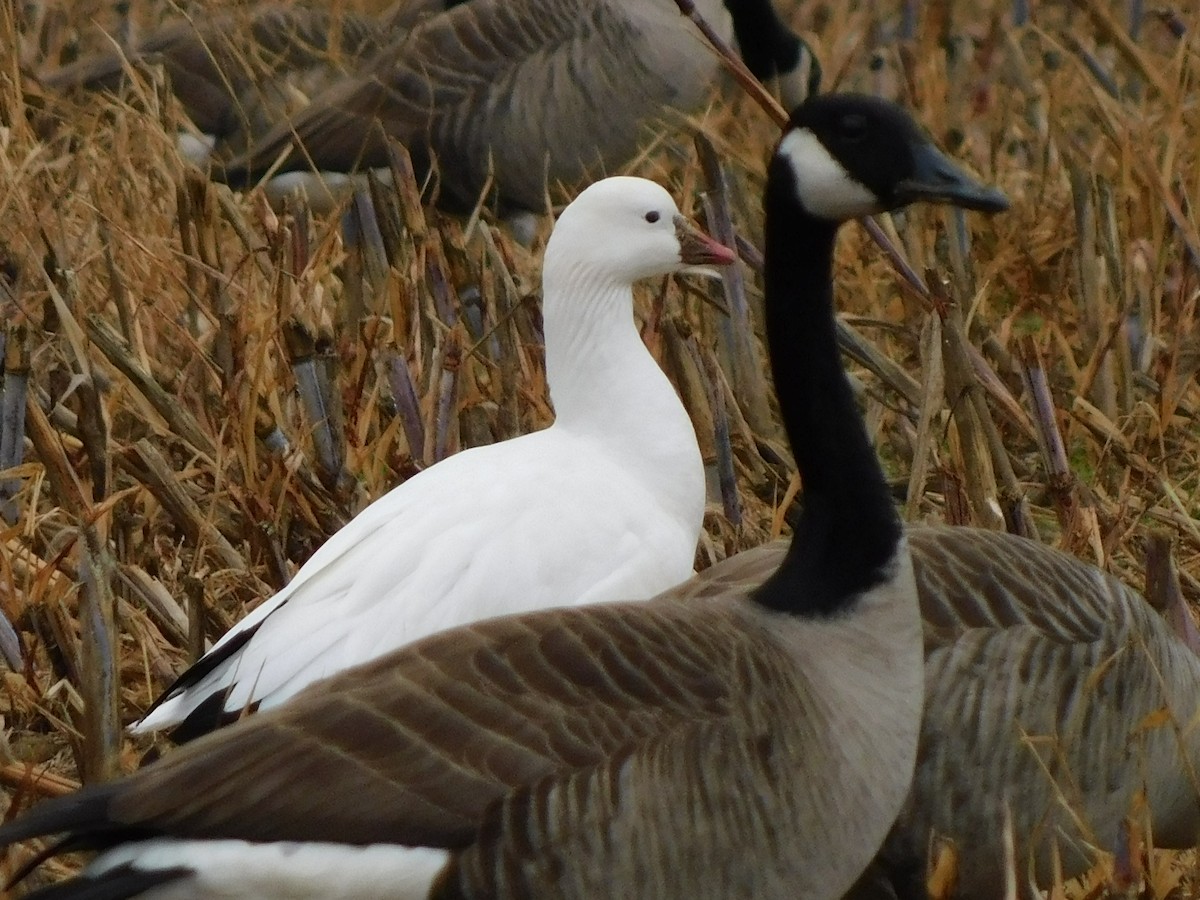 Ross's Goose - ML646460066