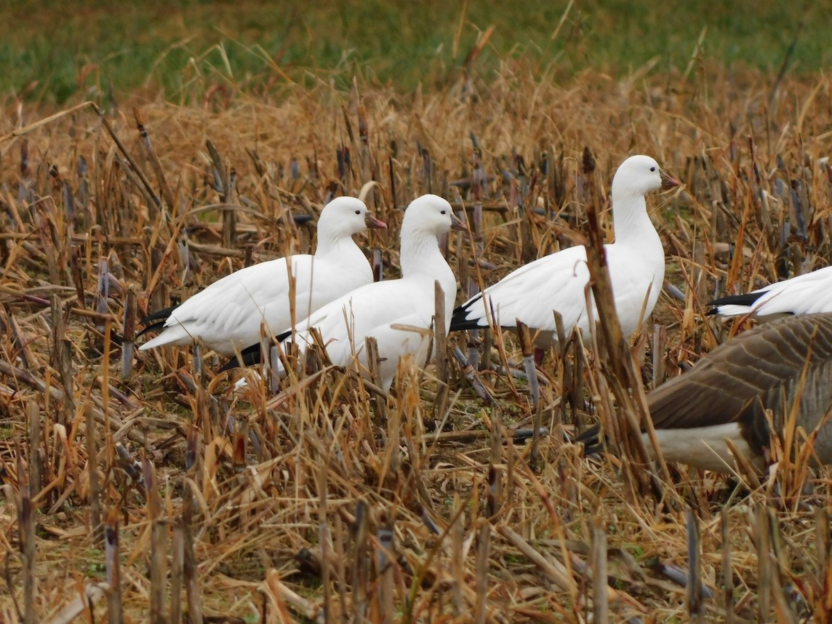 Ross's Goose - ML646460067