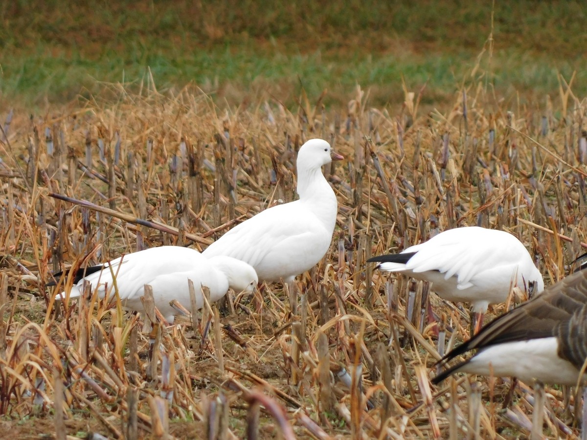 Ross's Goose - ML646460068
