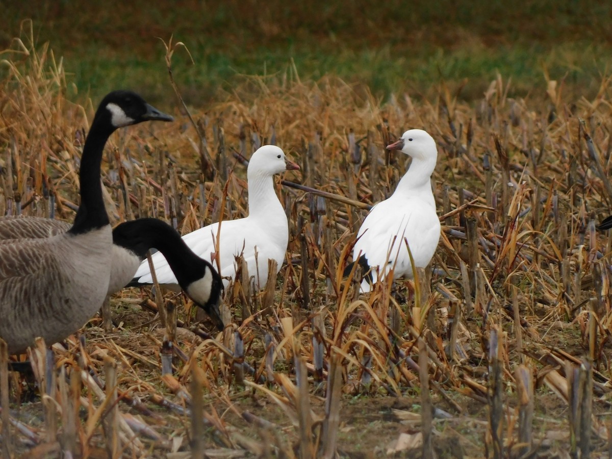 Ross's Goose - ML646460069