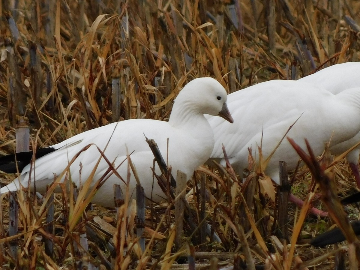 Ross's Goose - ML646460070