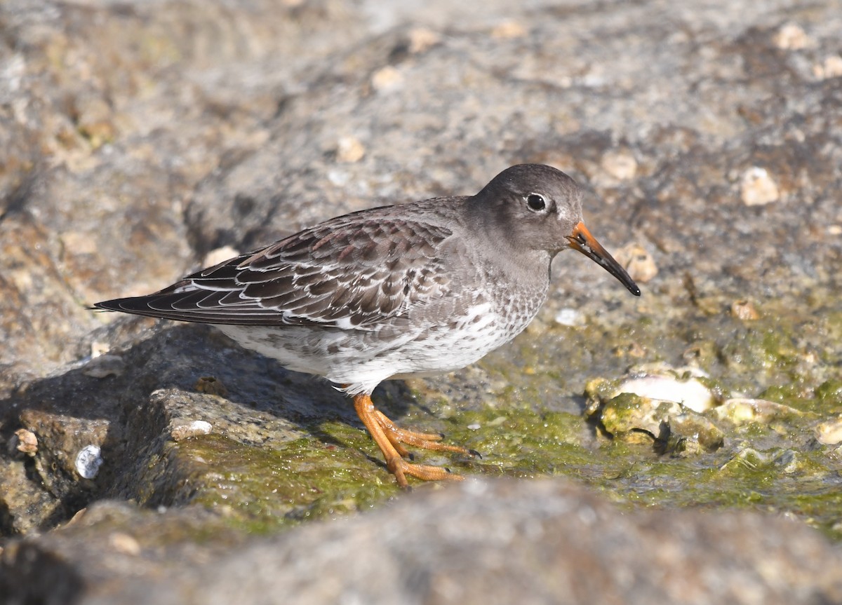 Purple Sandpiper - ML646460071