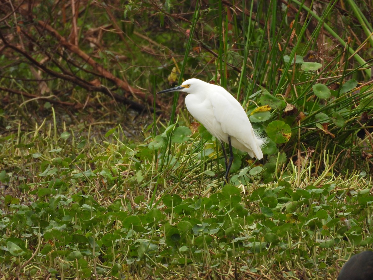 Snowy Egret - ML646460072