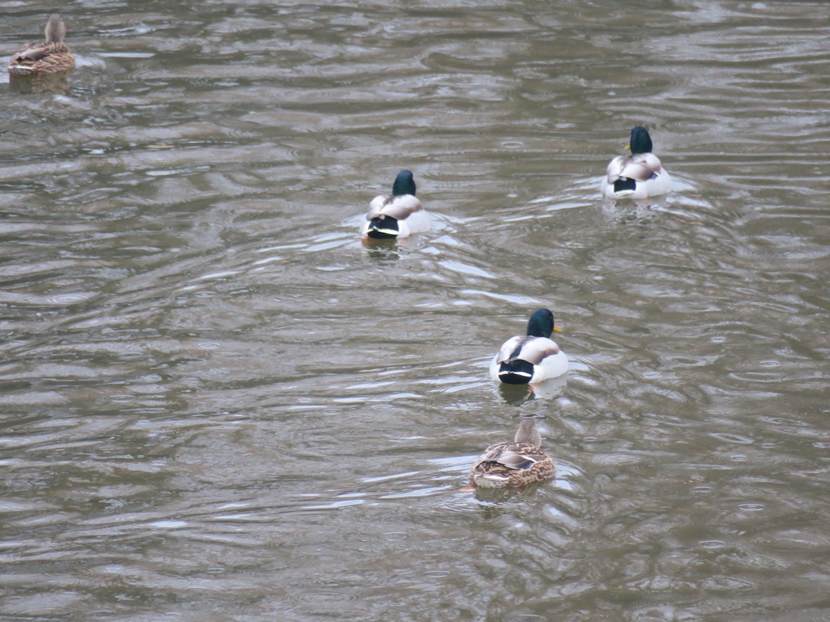 綠頭鴨 - ML646460073