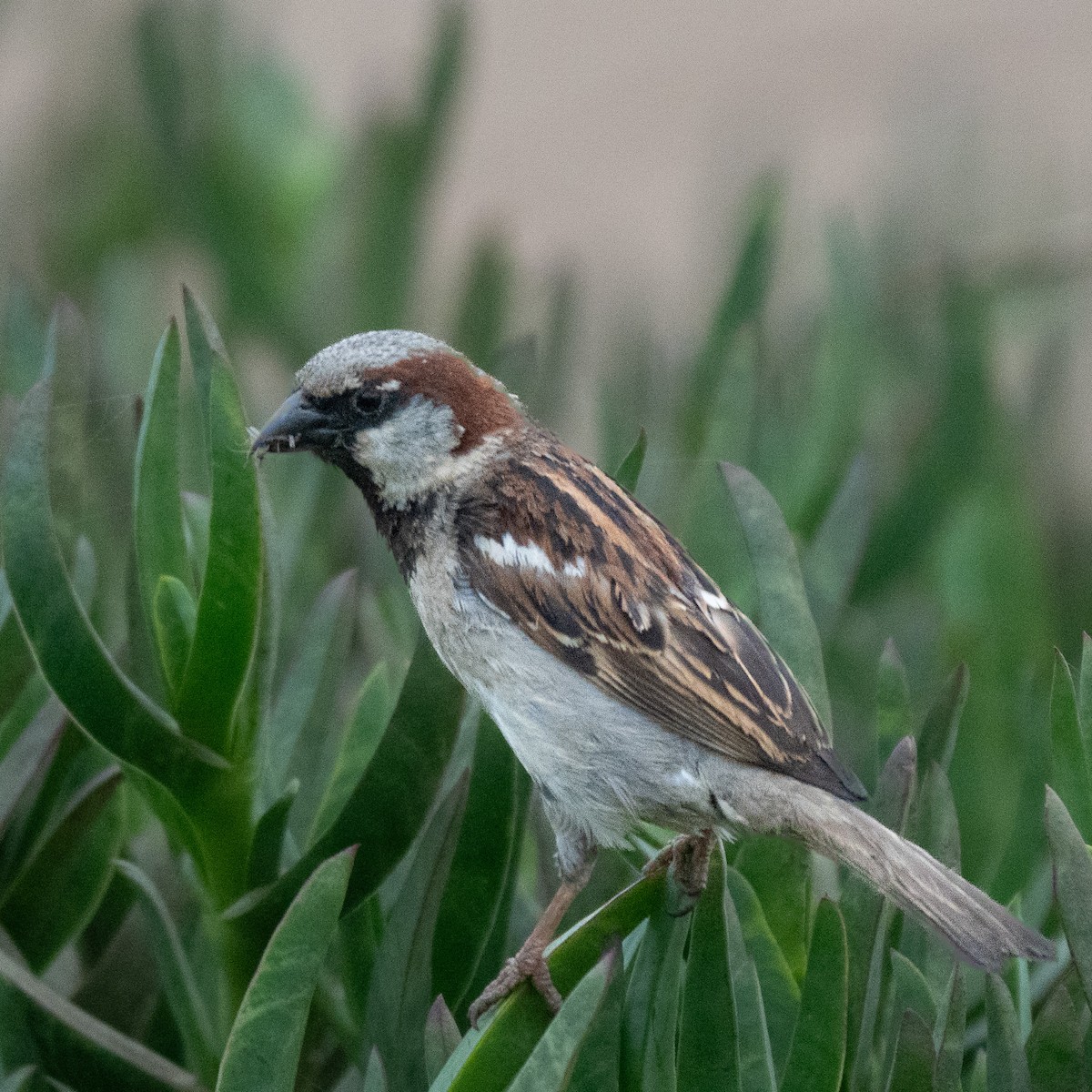 House Sparrow - ML646460075