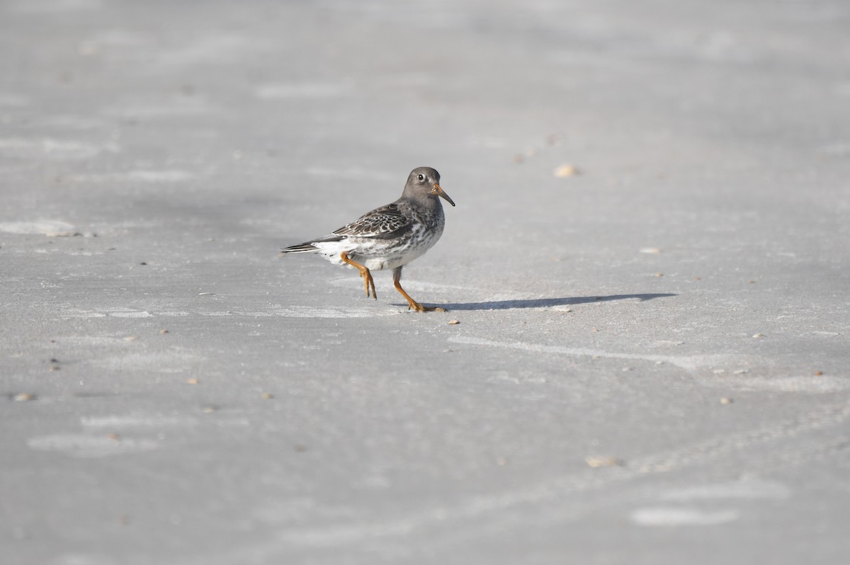 Purple Sandpiper - ML646460077