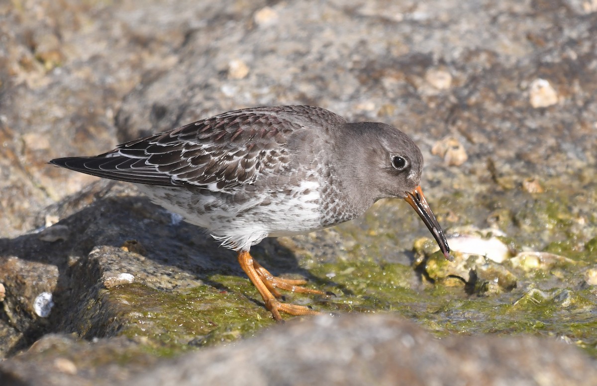 Purple Sandpiper - ML646460081
