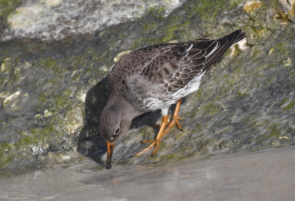 Purple Sandpiper - ML646460082