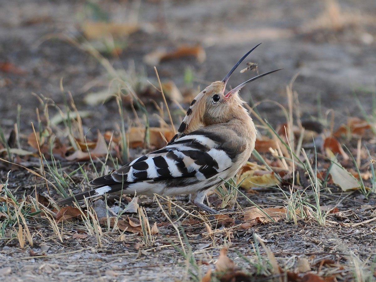 Wiedehopf - ML646460083