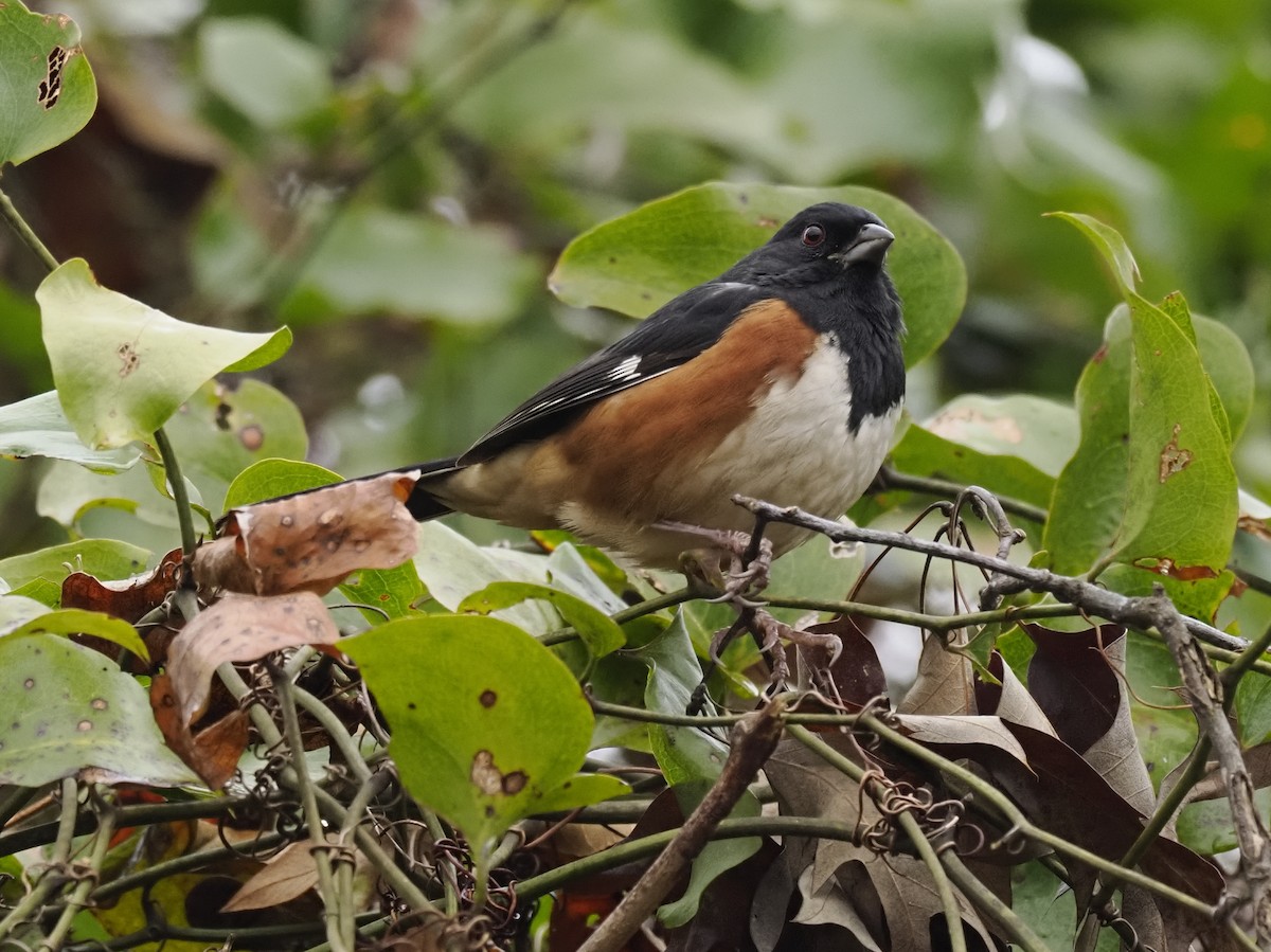 Eastern Towhee - ML646460084