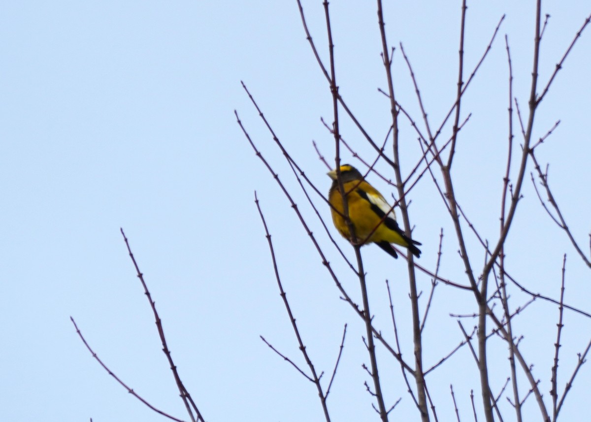 Evening Grosbeak - ML646460086