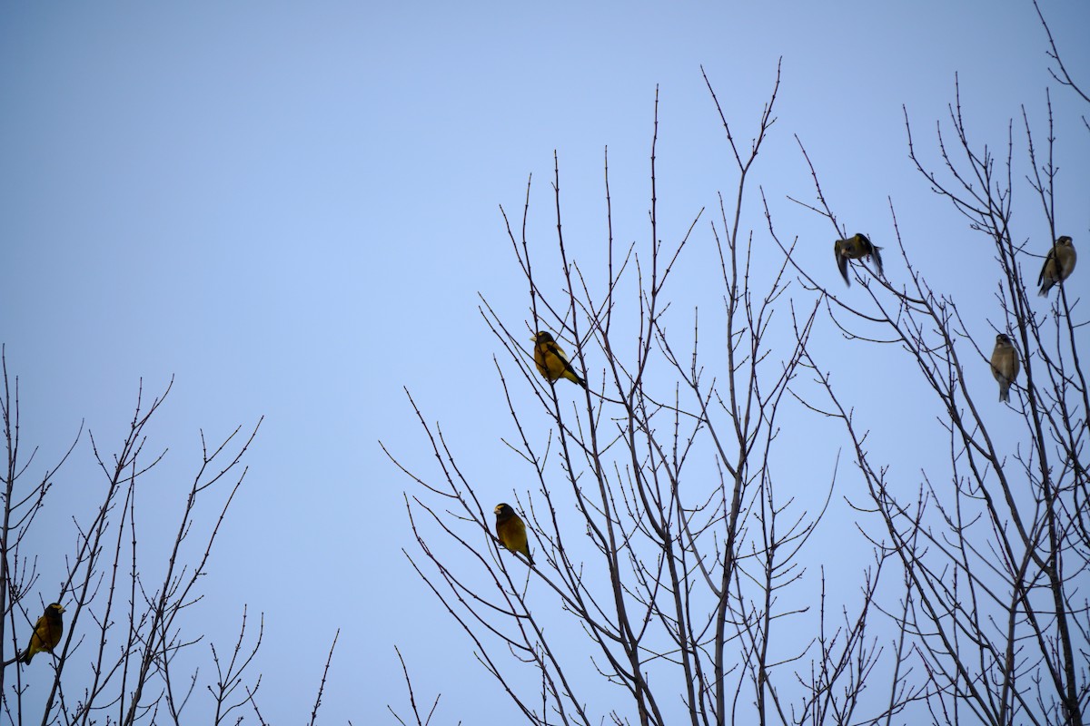 Evening Grosbeak - ML646460087