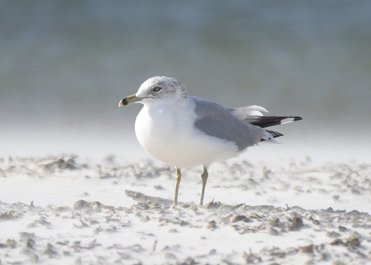 Ring-billed Gull - ML646460088