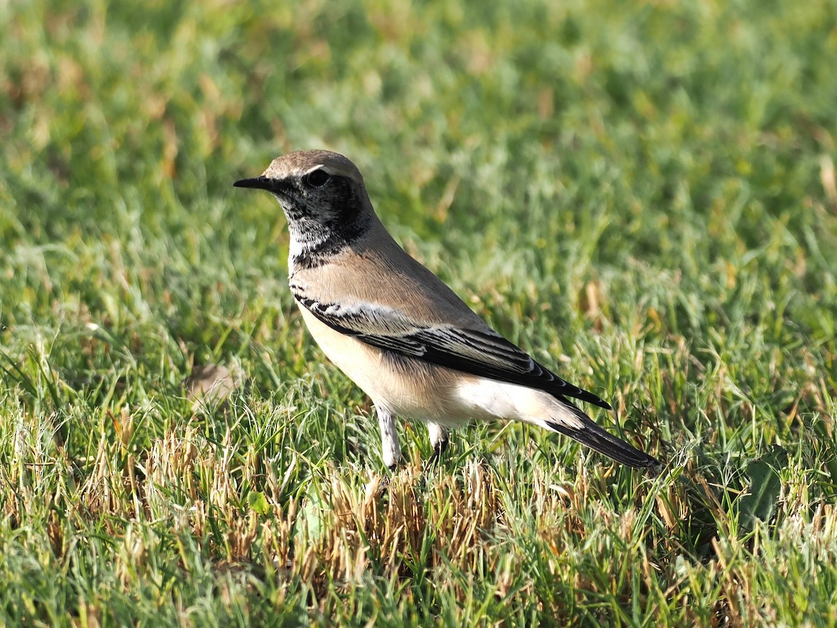 Wüstensteinschmätzer - ML646460090